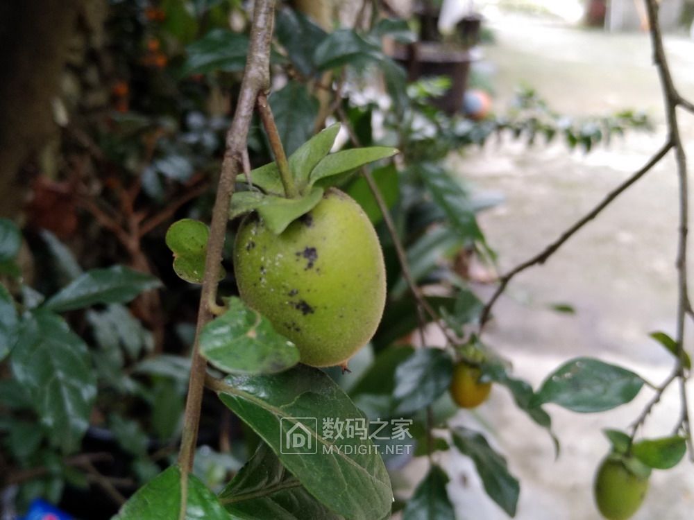 好大一株黑塔子