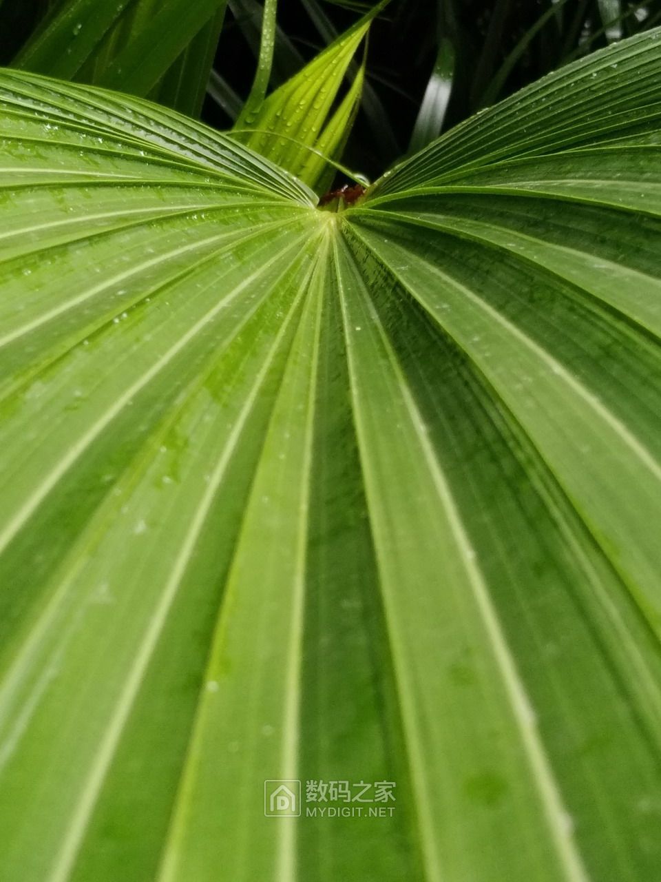 雨后的蒲葵叶