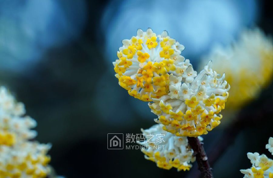 結香花開夢想成真