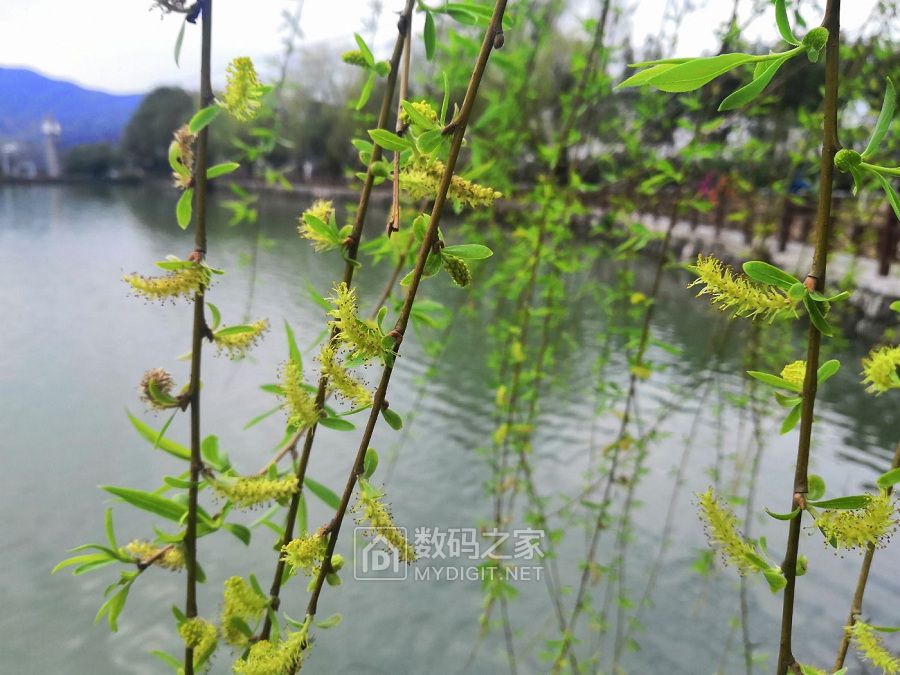 相约湖畔柳叶眉