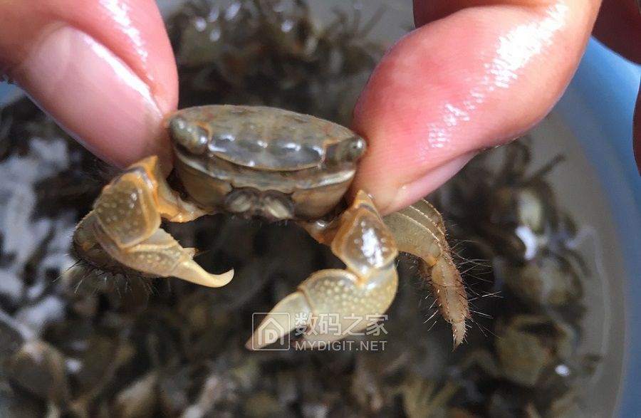 假日捉石蟹 (1).jpg