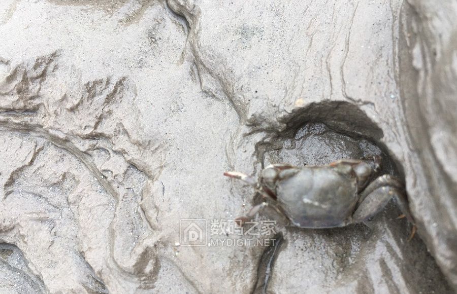 假日捉石蟹 (5).jpg