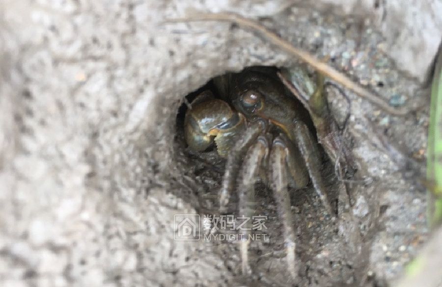 假日捉石蟹 (2).jpg