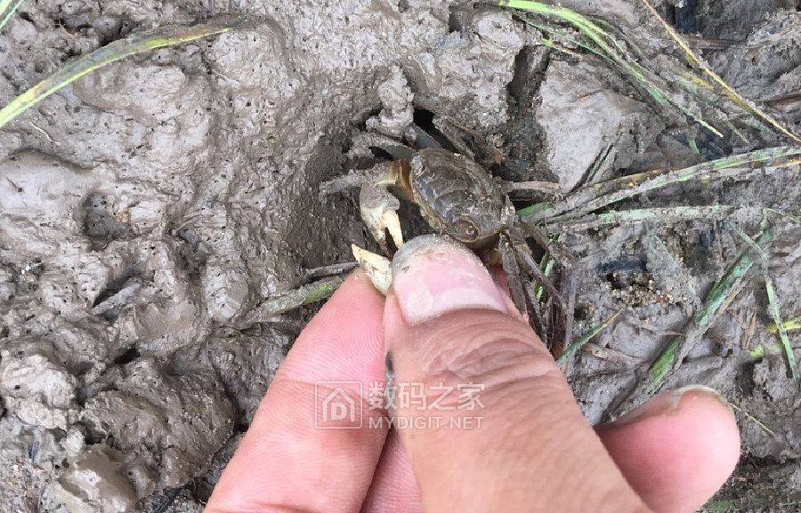 假日捉石蟹 (3).jpg