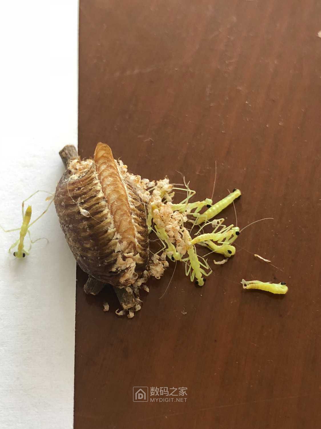 螳螂卵内部的样子图片