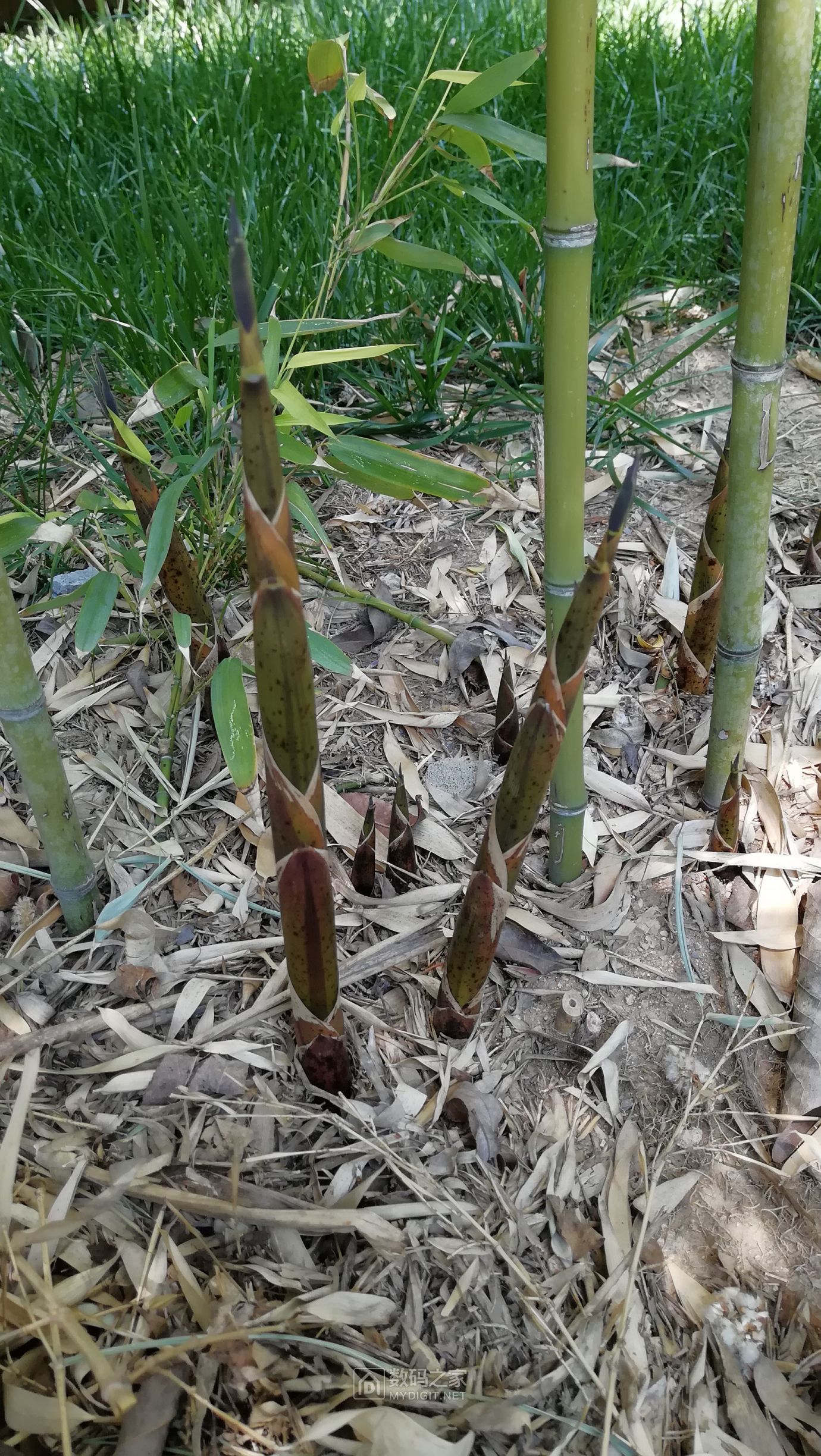 竹笋长出来了