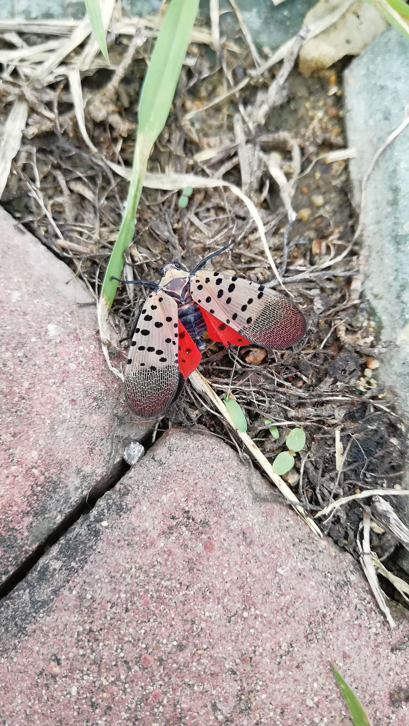 拍到一只花蹦蹦