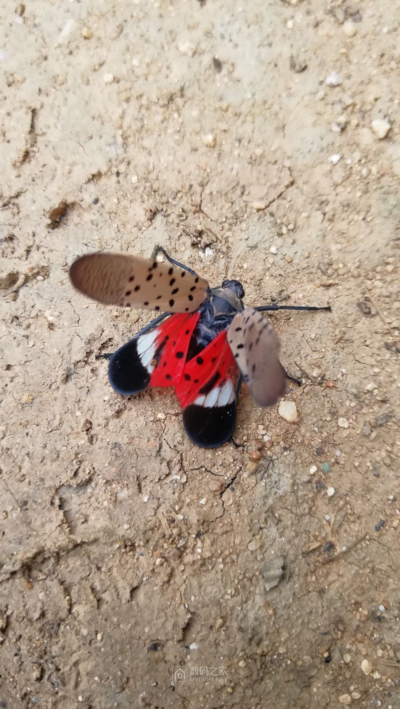 拍到一只花蹦蹦