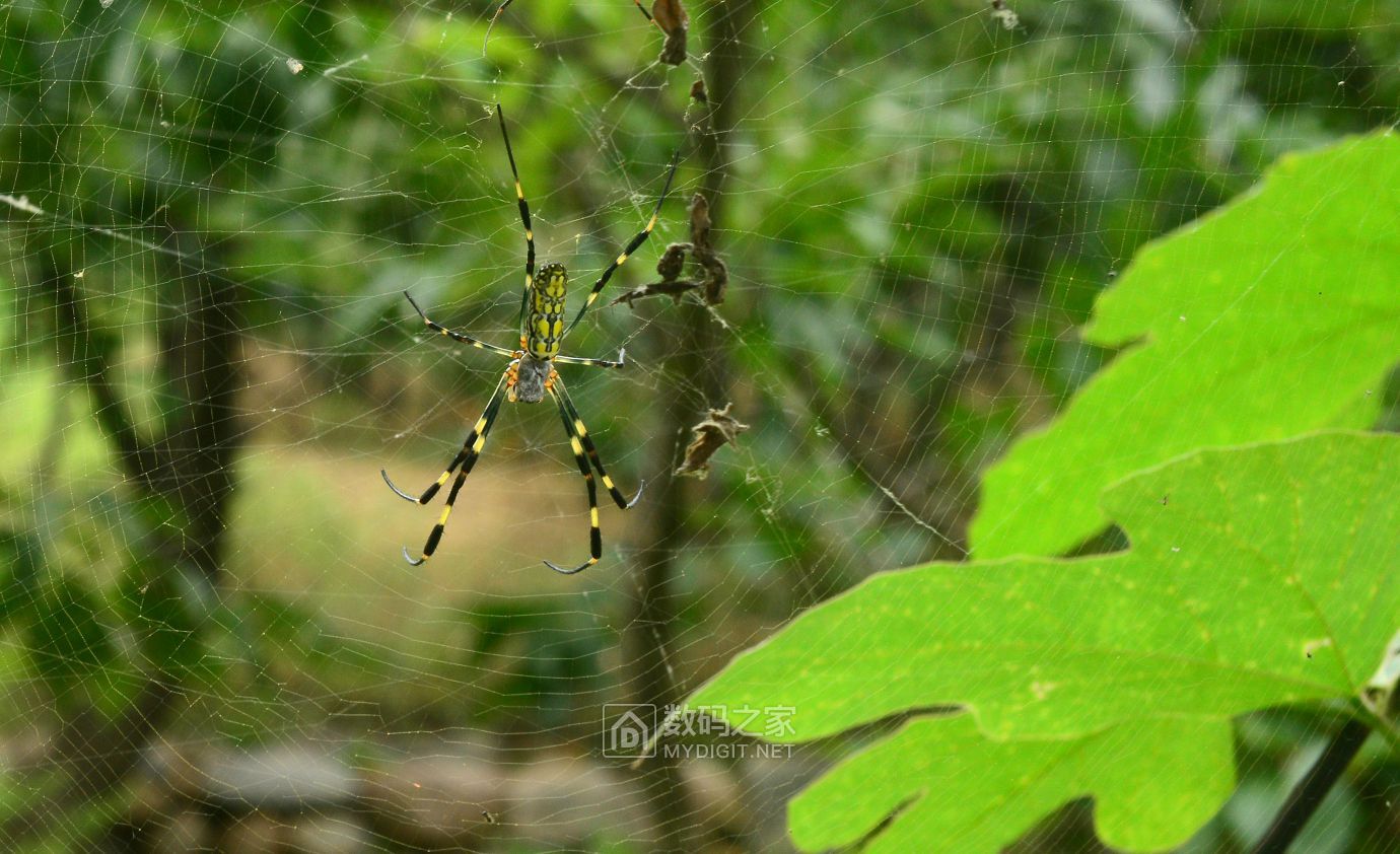 DSC_4347.jpg