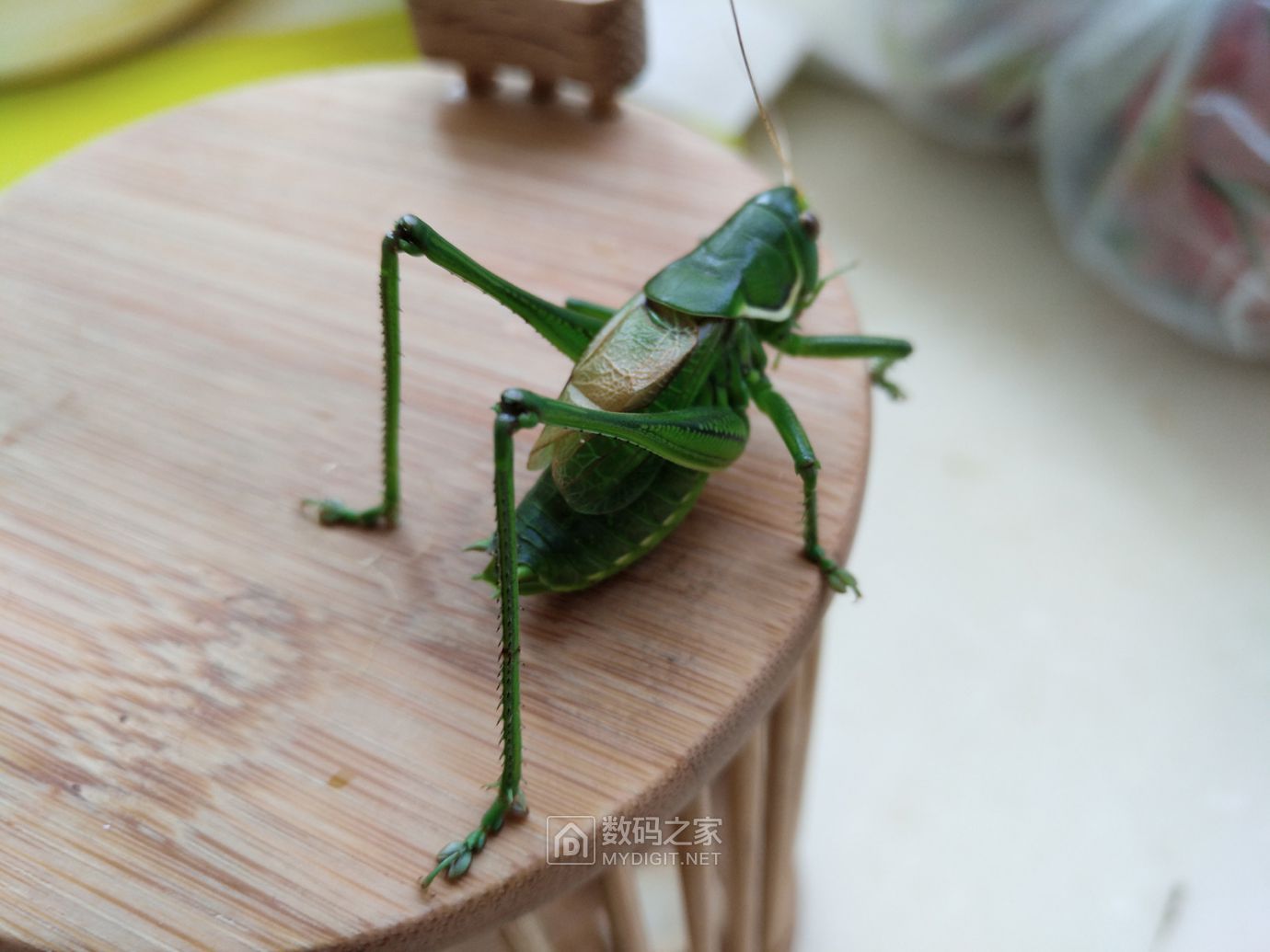 养的蝈蝈前一阵陆陆续续归西了发电照片留个念想