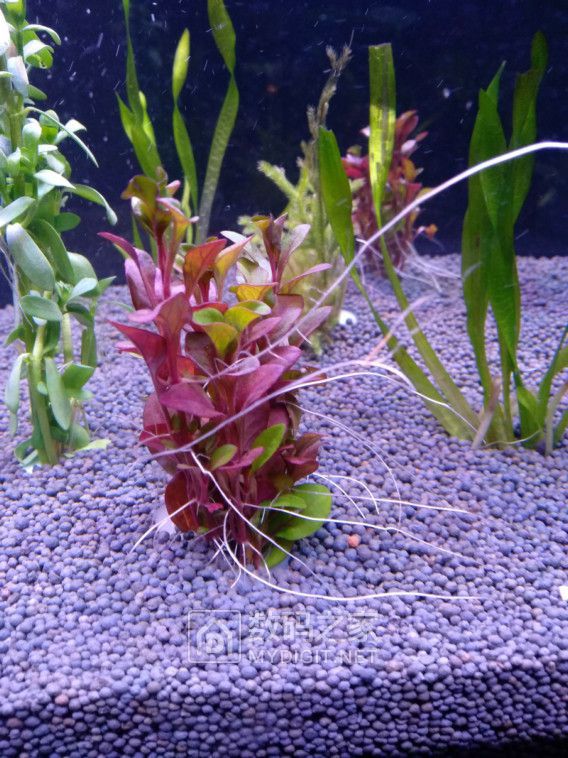 鹿角榕原来不是水草