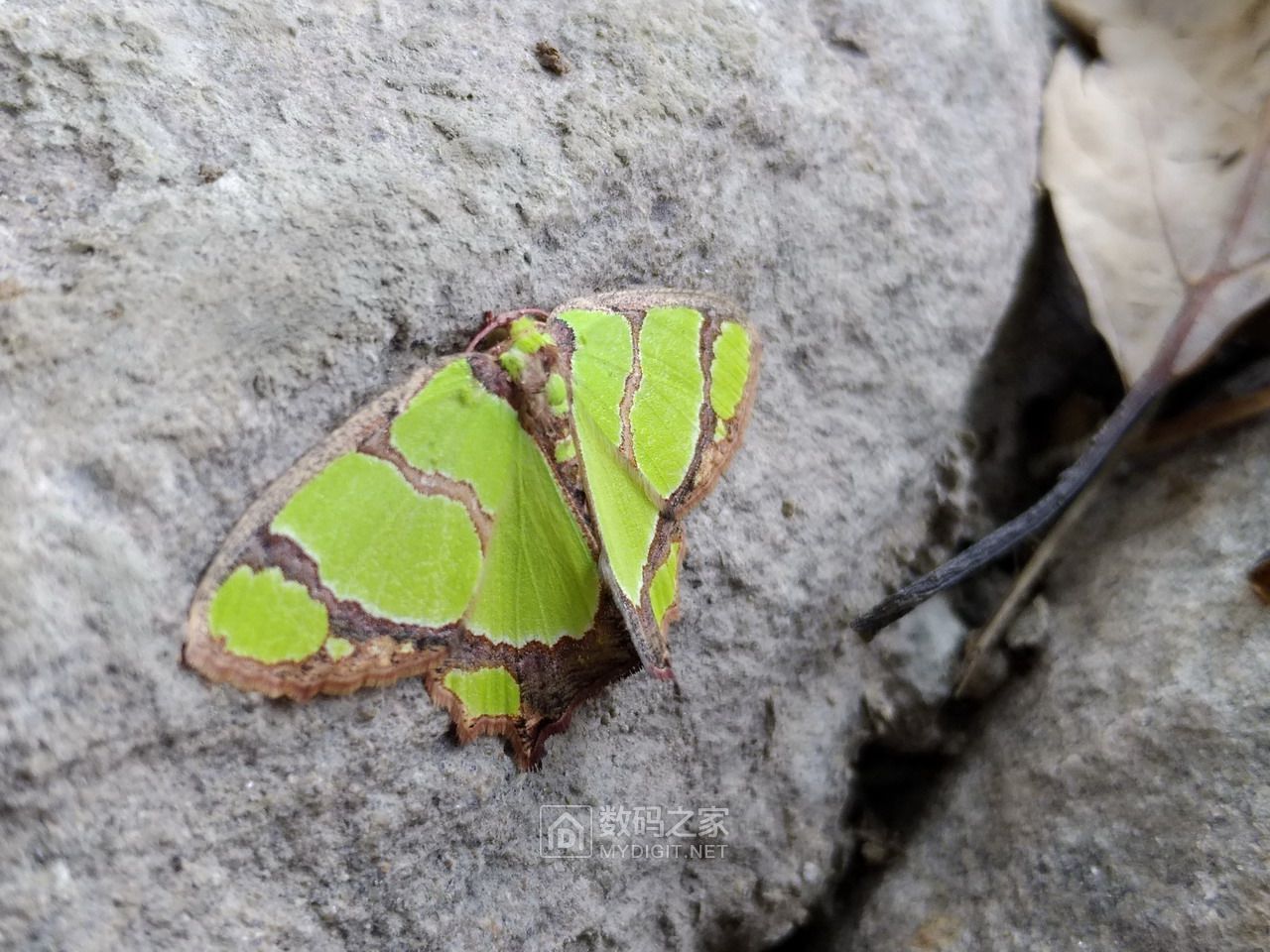 山道上绿色的蛾子稀有品种