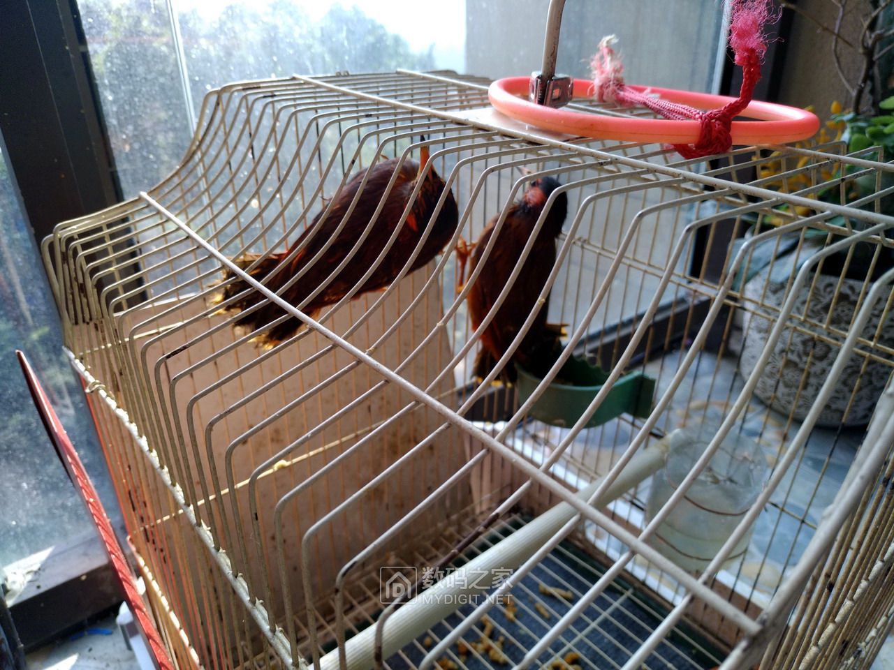 老爸买的云南红腹八哥