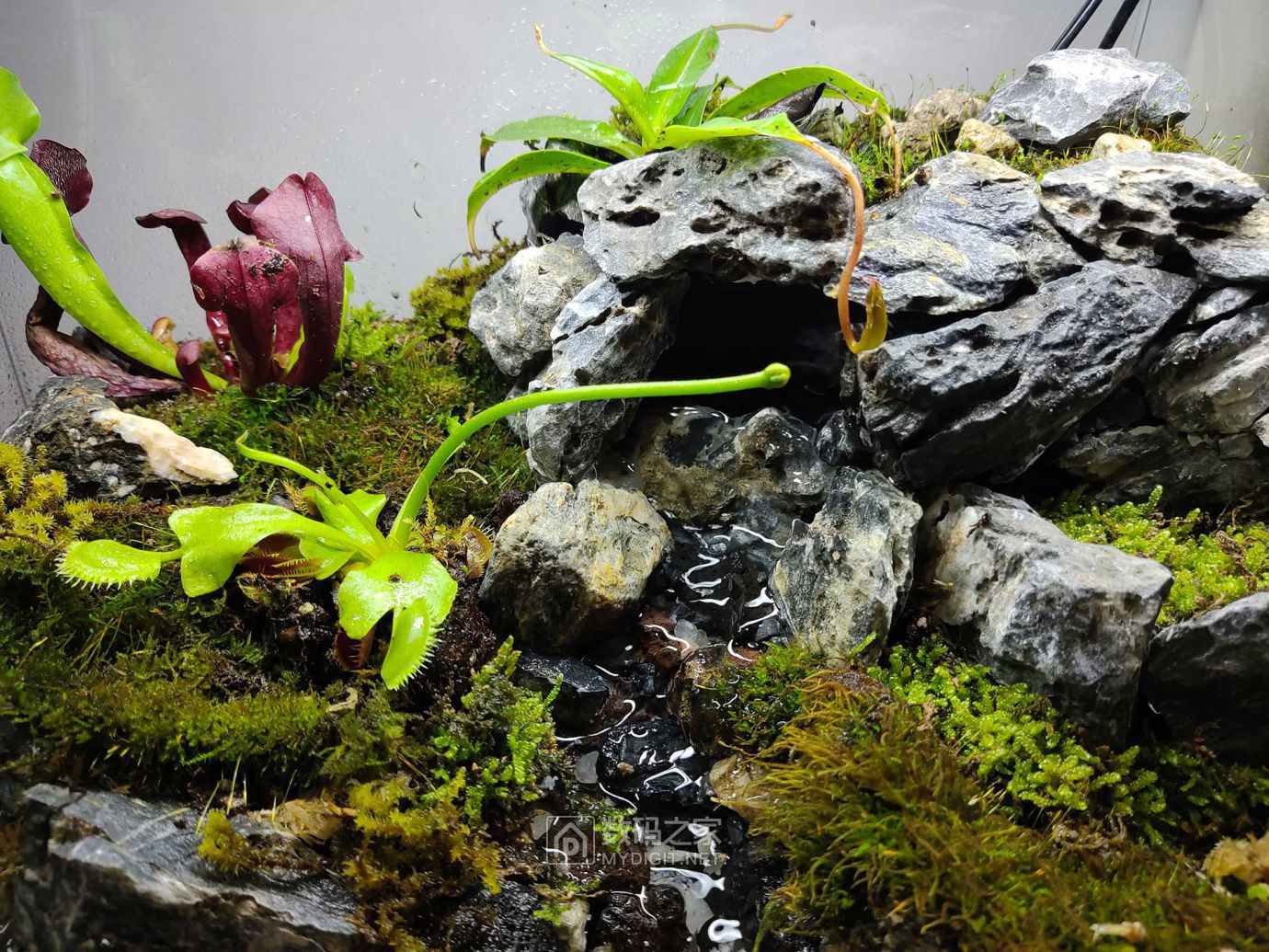 第一次弄食虫植物水陆缸过程曲折但最终效果还算不错