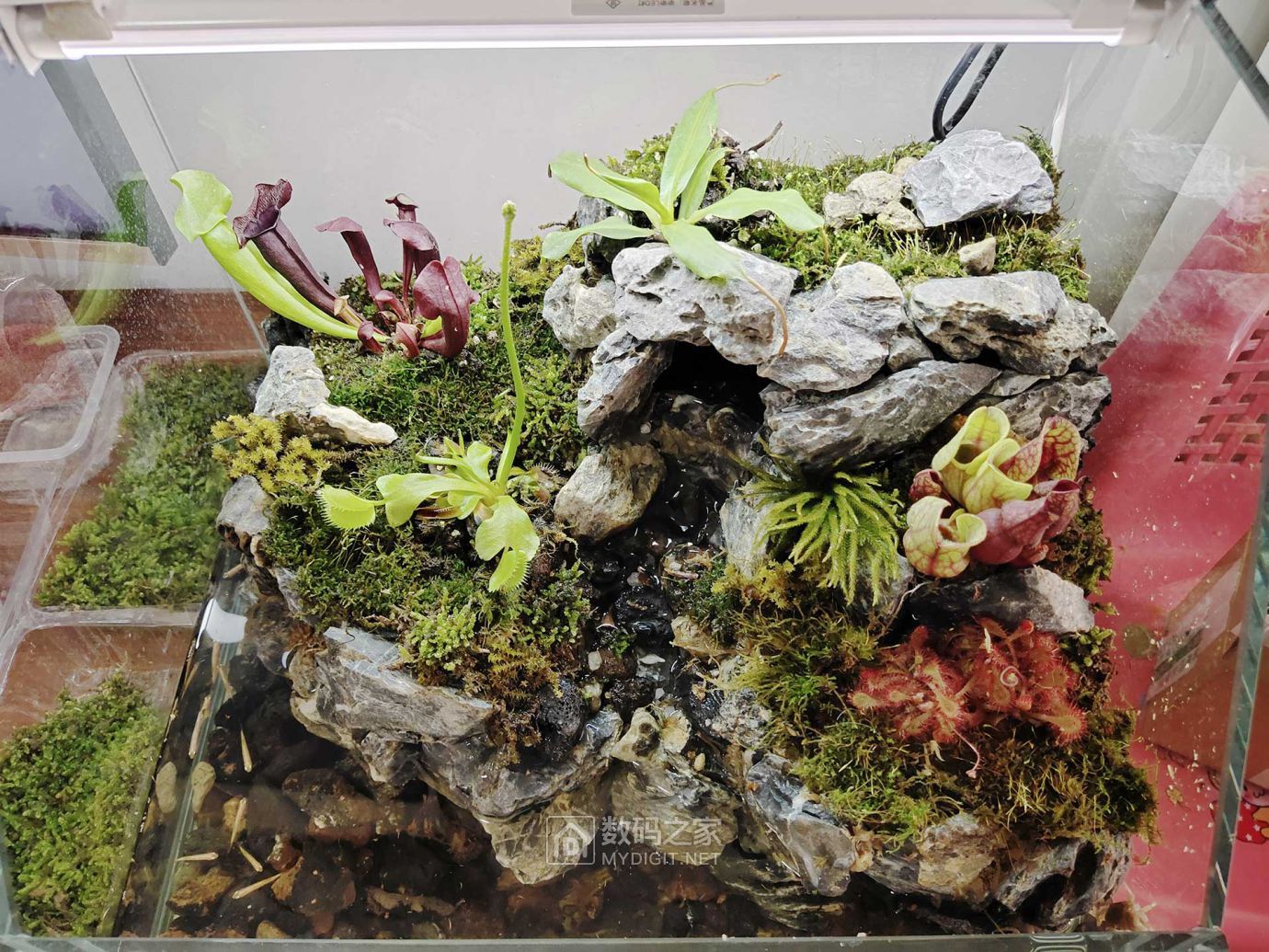 食虫植物缸一周了喜迎新成员入住