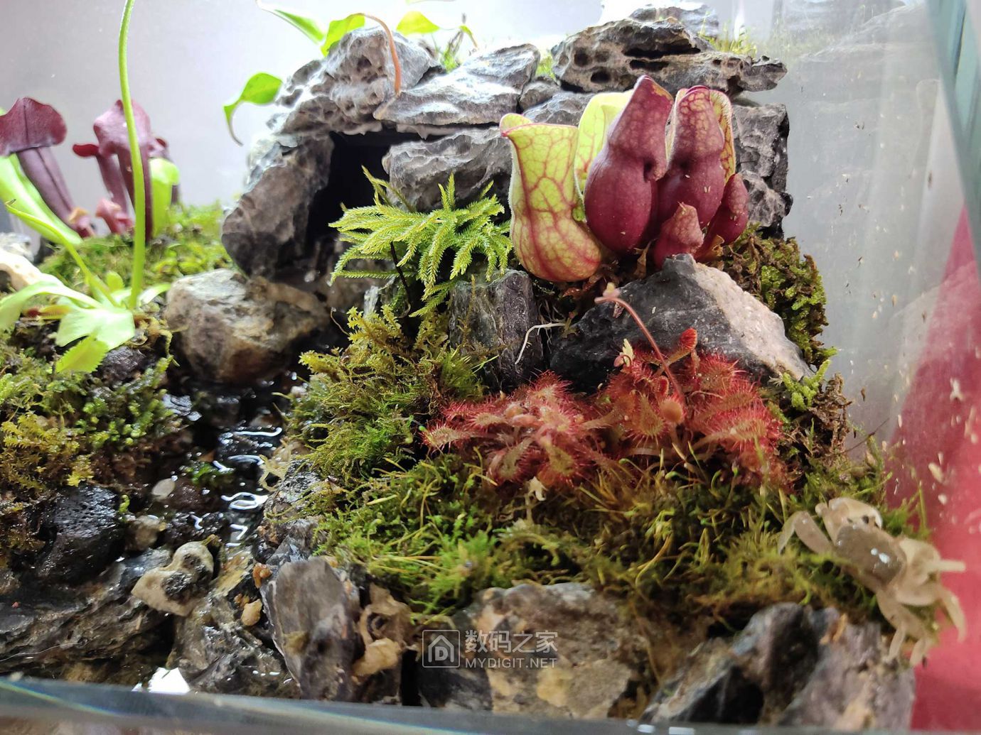 食虫植物缸一周了喜迎新成员入住