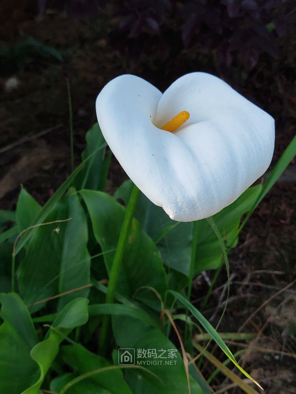 P10501-175811.jpg