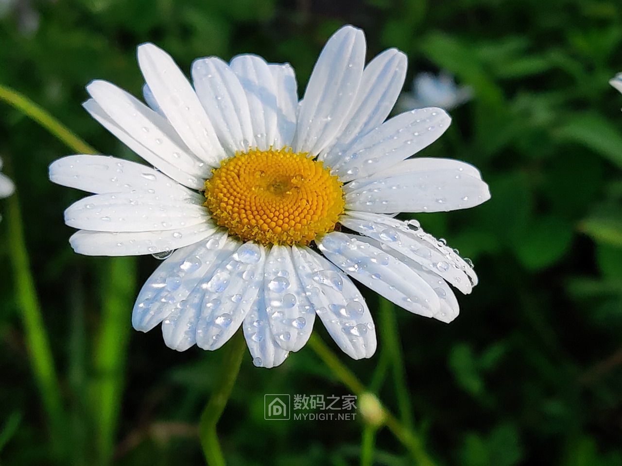 白晶菊.jpg