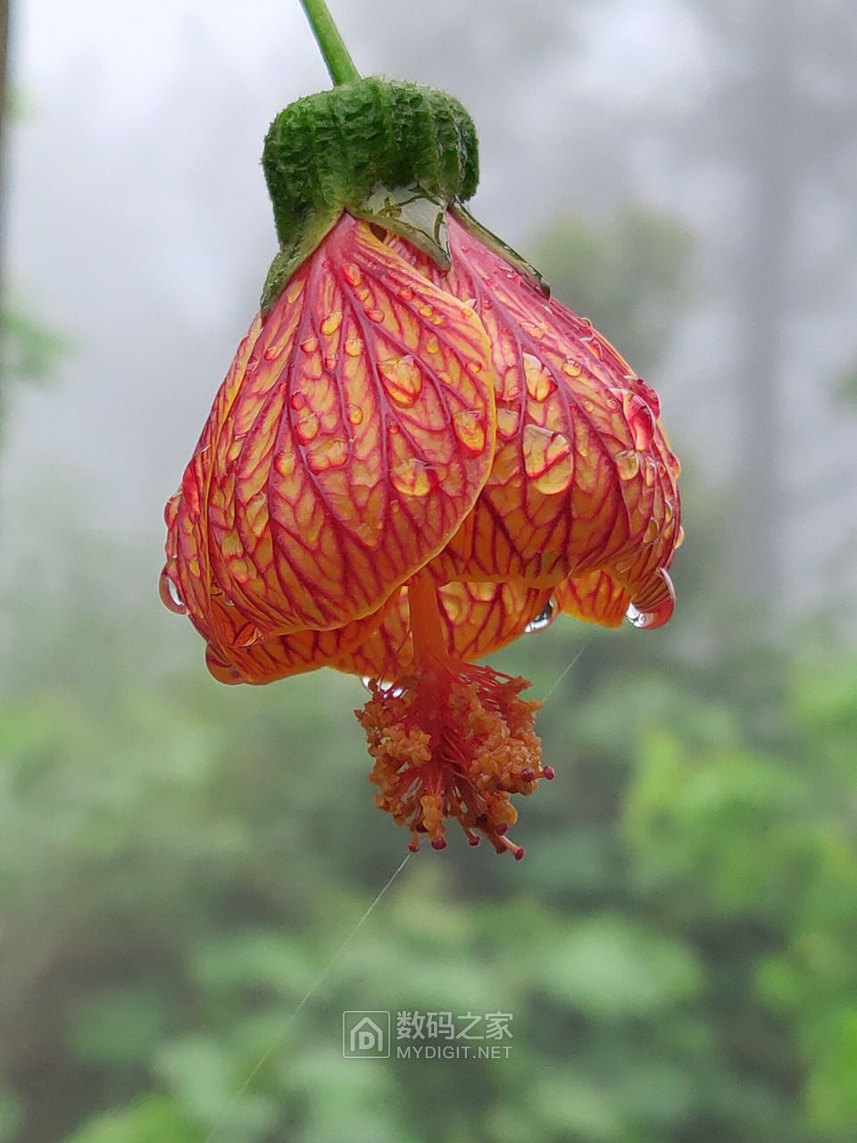 金铃花.jpg