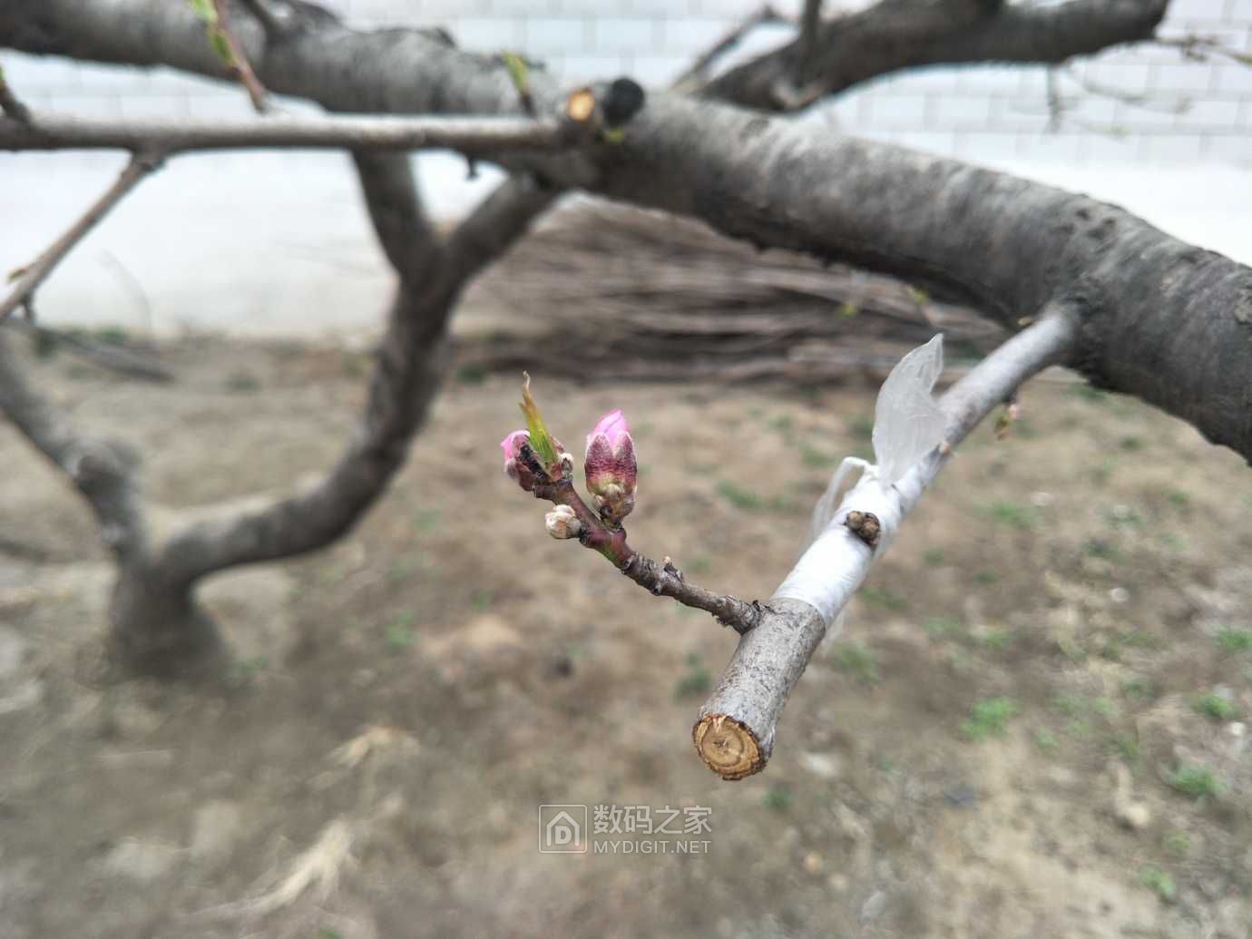 功夫不负有心人，处女作成功。在家里的蟠桃树上接活了一个野生毛桃枝，并且还开了花。 ... ...