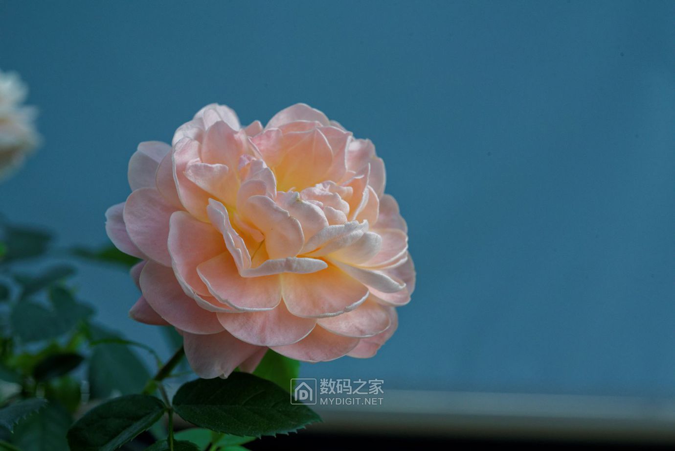 DSC_4284_DxO.jpg