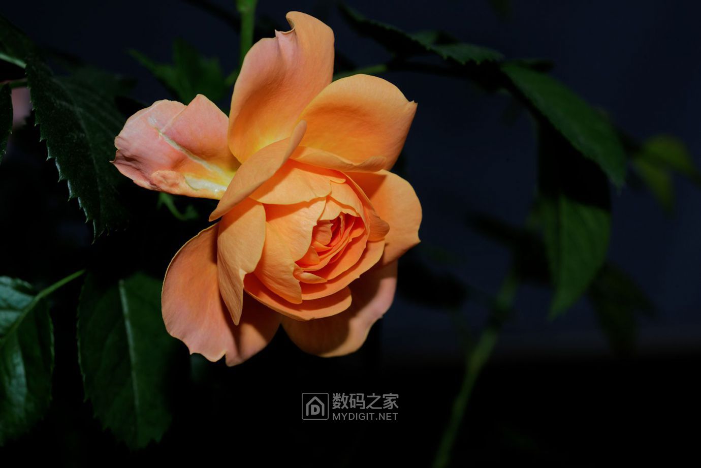 DSC_4288_DxO.jpg