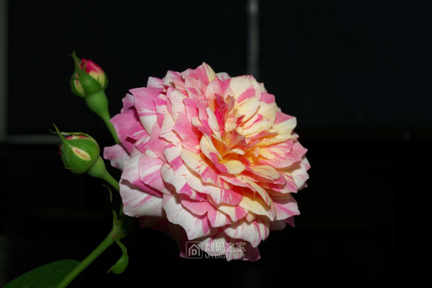 DSC_4292_DxO.jpg