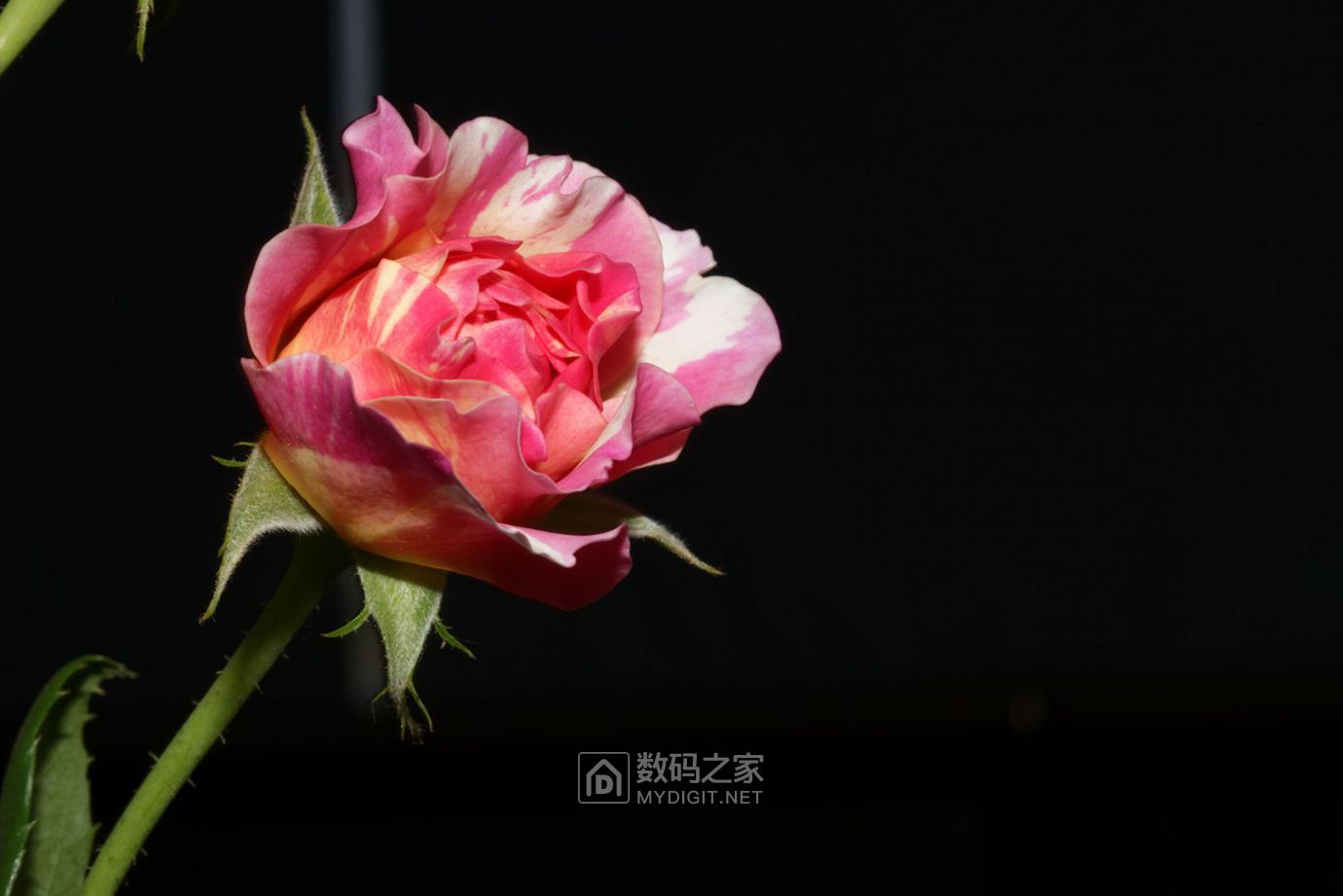 DSC_4296_DxO.jpg