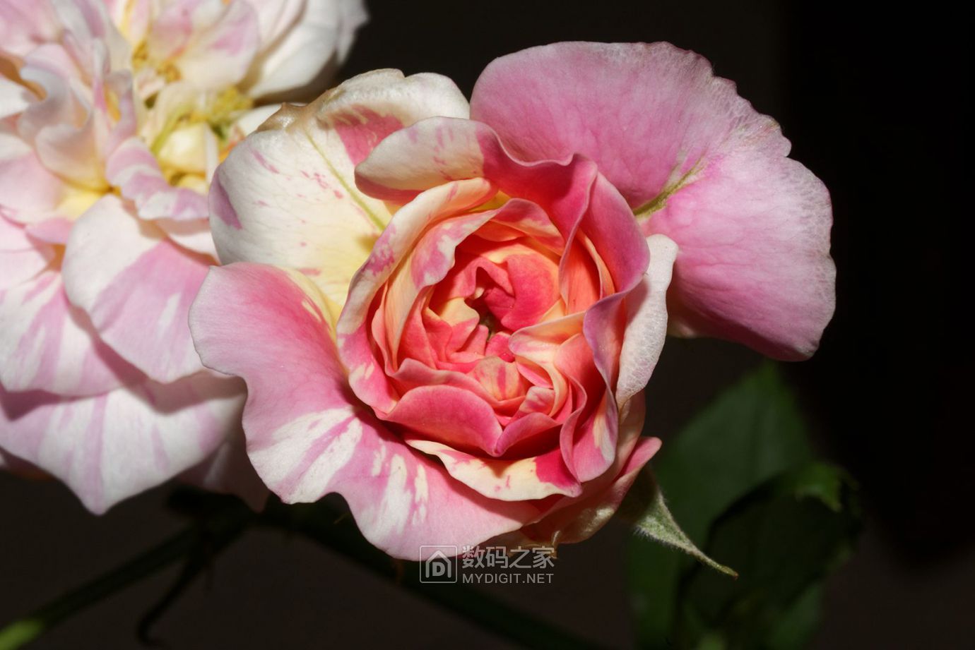 DSC_4304_DxO.jpg