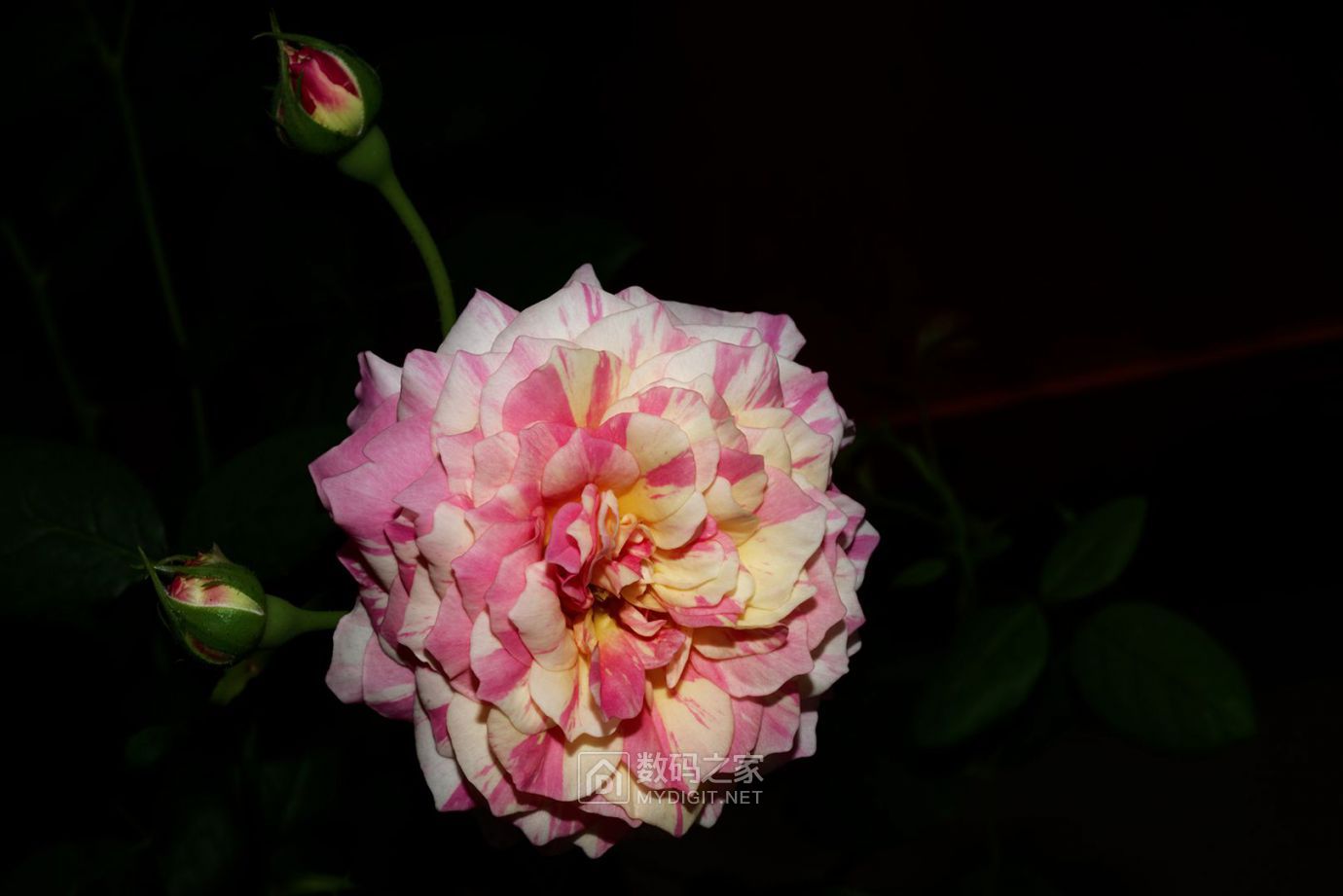 DSC_4305_DxO.jpg