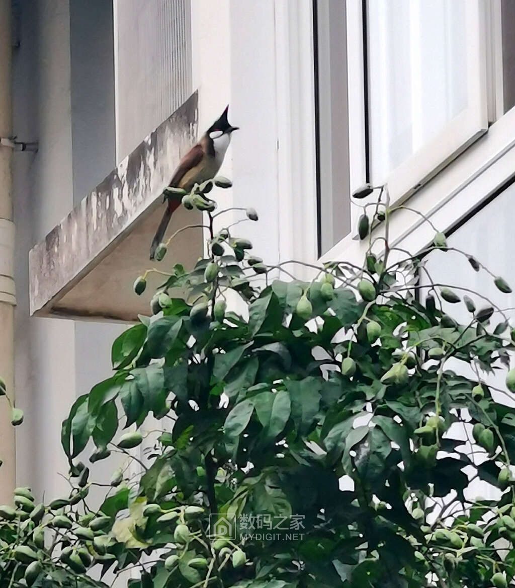 拆一个鸟窝，抢救了一只濒危小鸟，不知道能不能活下来。 - 拆机乐园 数码之家