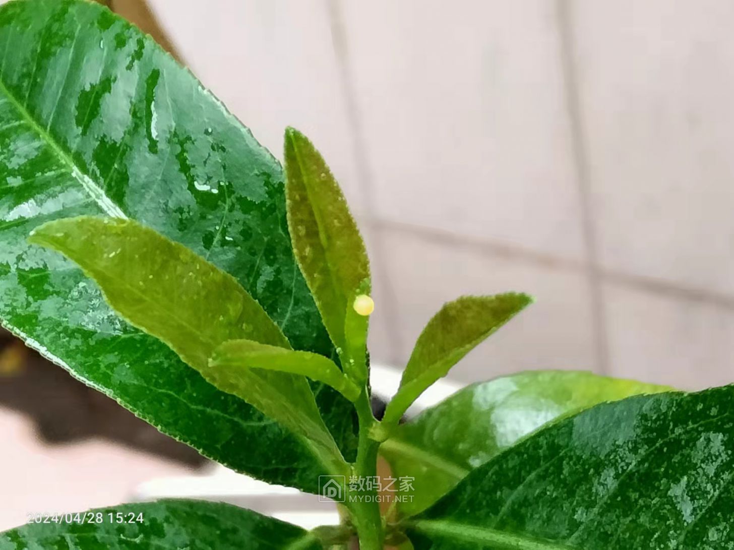 树叶上的一粒虫卵