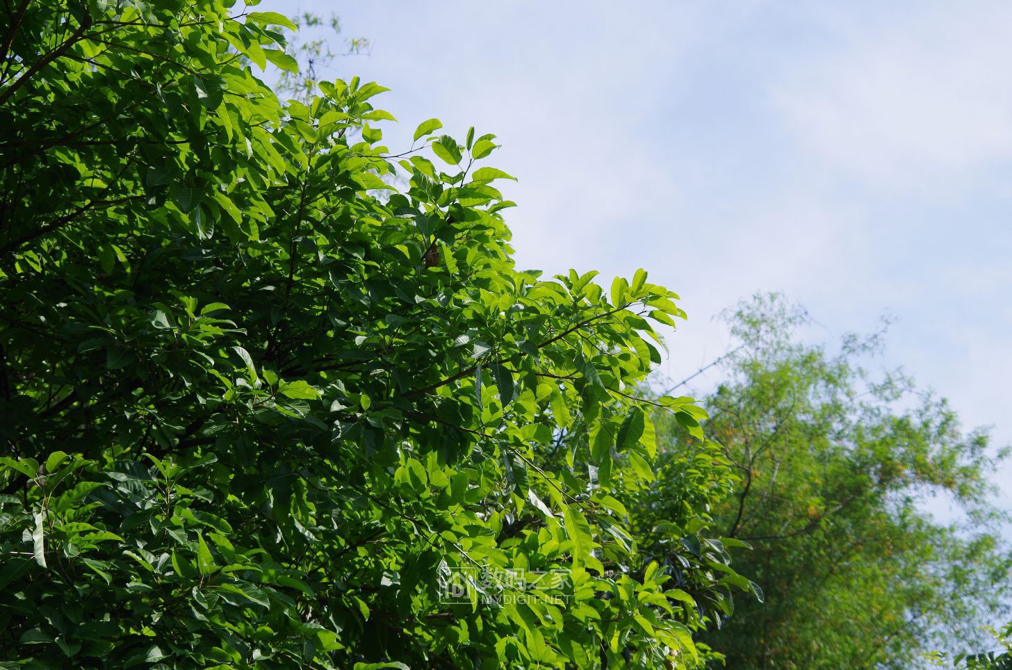 IMGP2221.JPG