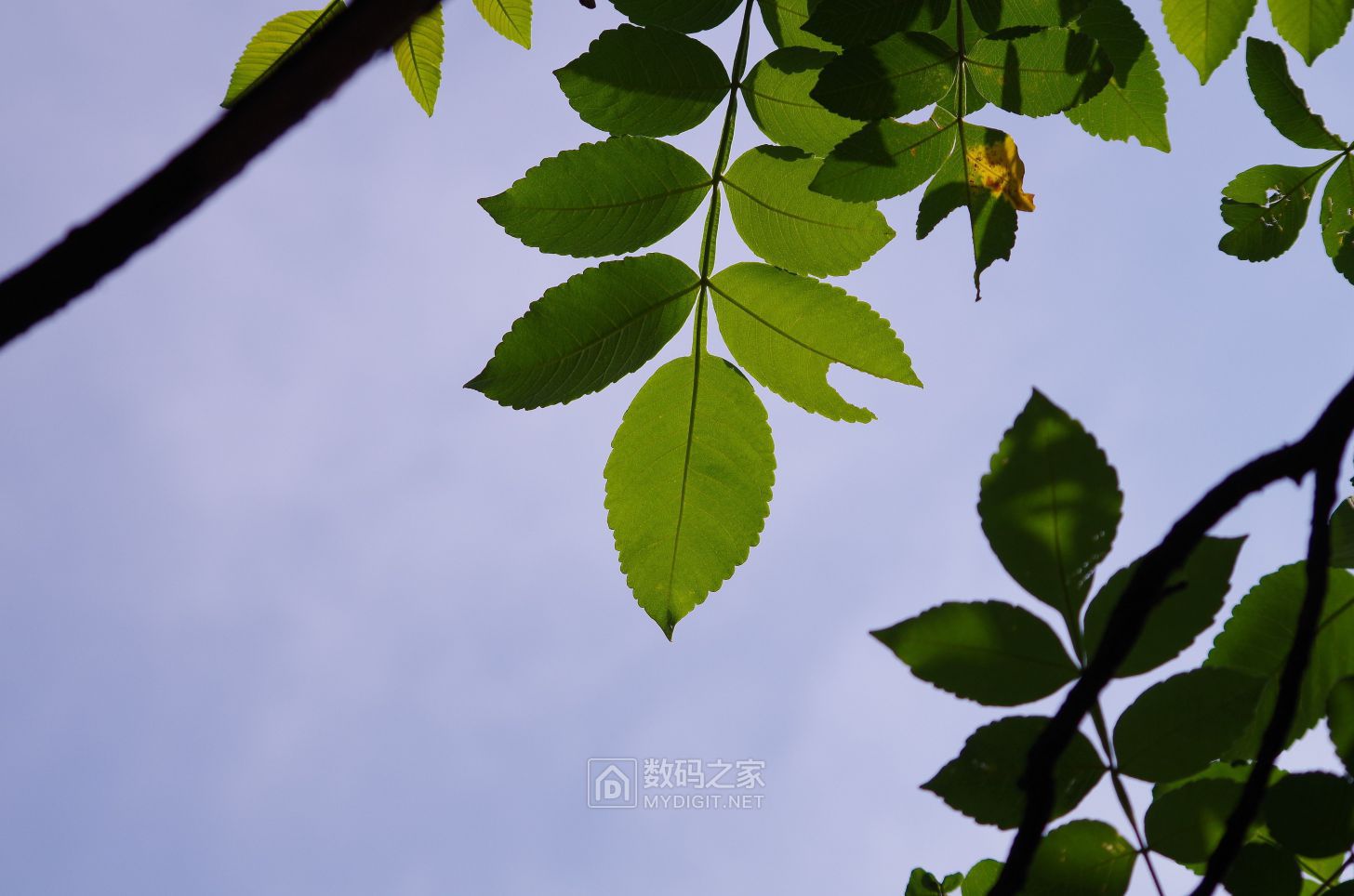 IMGP2227.JPG