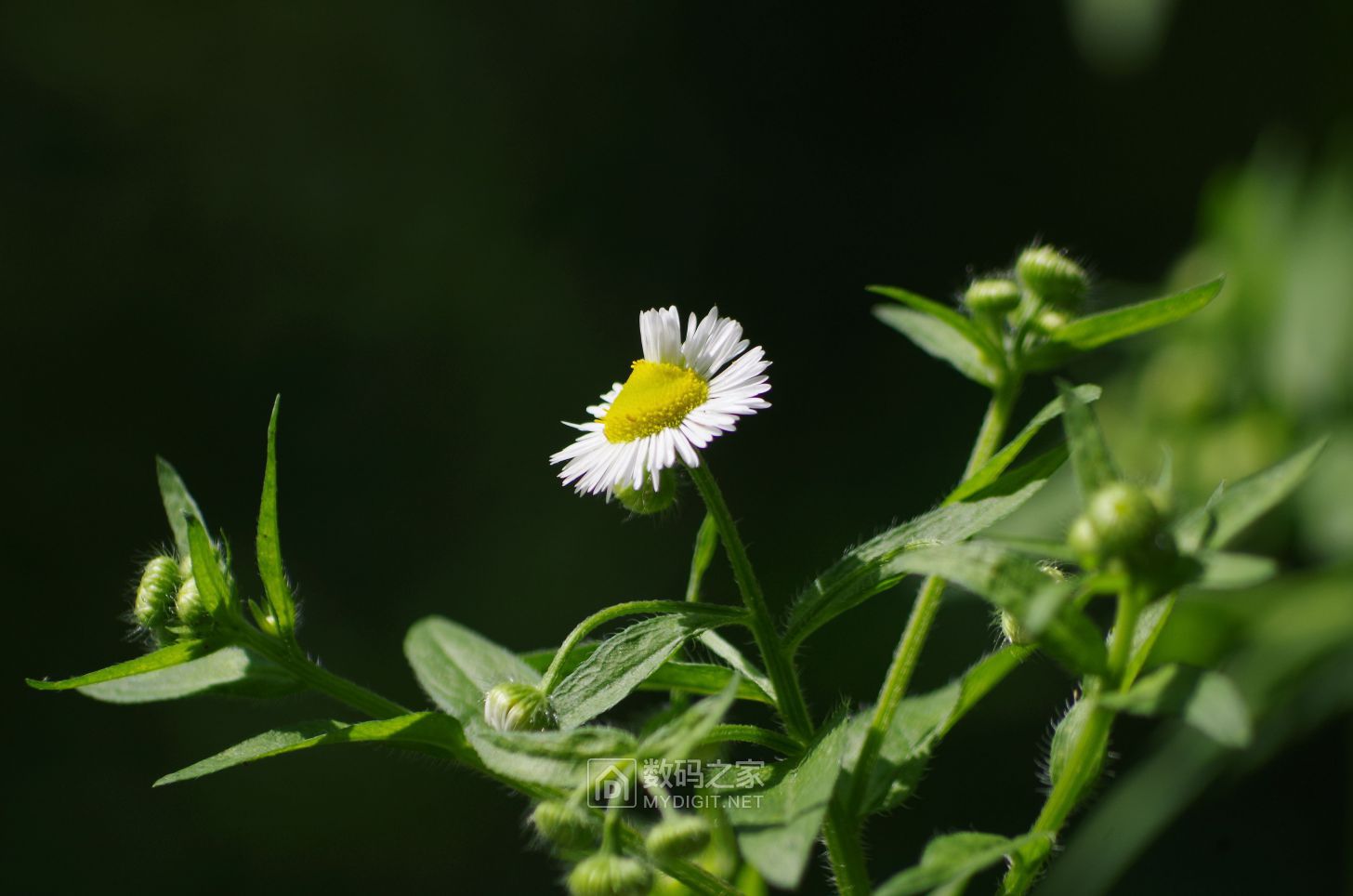 IMGP2282.JPG