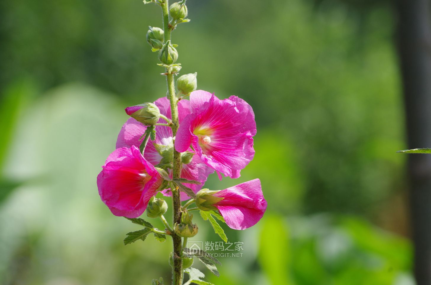 IMGP2293.JPG