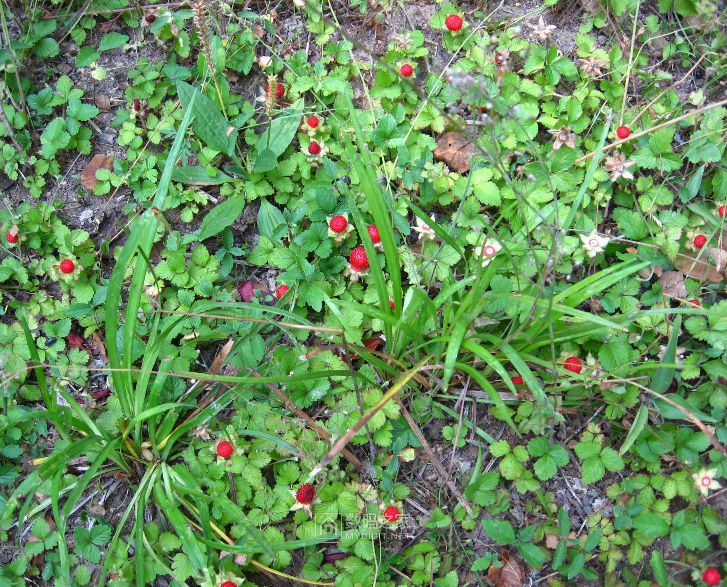 IMG_0677.JPG