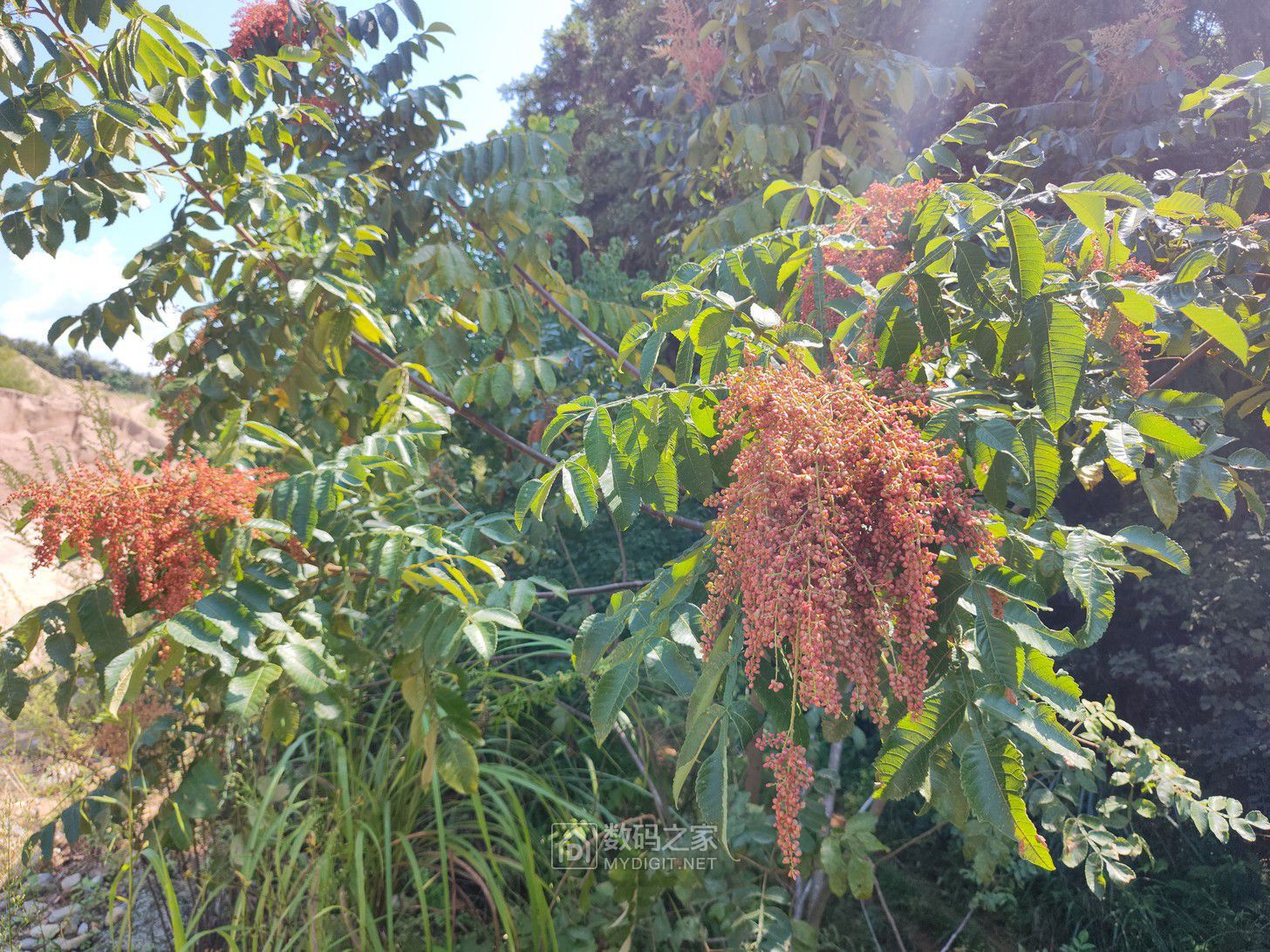 IMG_20250930_113021355_HDR.jpg