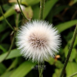 再来一组微距的花花草草！
