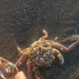 海边看到奇怪的螃蟹，谁懂