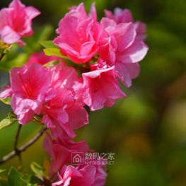 春天里哪个百花鲜~