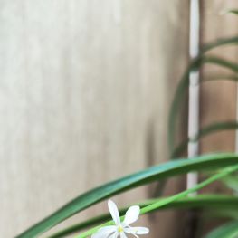 办公室的吊兰开花了，白色的小花