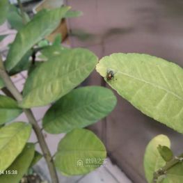 “微型轰炸机”能否提炼出黄金的？