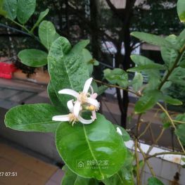 继续，我的柠檬园的柠檬花、柠檬。