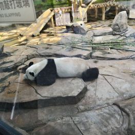 昨天逛动物园喽