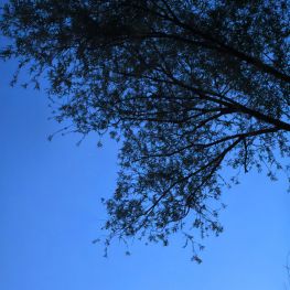 夕阳，以前的账号记不住密码了，注册新号发个帖记录下