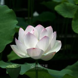6月6再游华岩寺，看荷花展但时候没到没几朵花，转了之前没去的观音院！