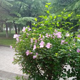 这是什么花