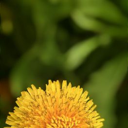 花随拍