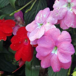 植物园拍花